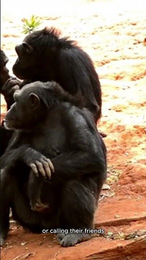 Decoding Gorilla Language: Vocalizations, Gestures, and Expressions | How Gorillas Communicate