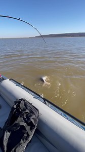 Love watching people catch their 1st paddlefish!! These fish are intense!!! | Reel Good Time Guide Service
