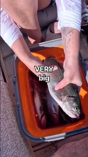 HUGE RAINBOW TROUT CATCH 🫪 Full video below 👇 #catchandcook #fishing #camping #troutreel #trout
