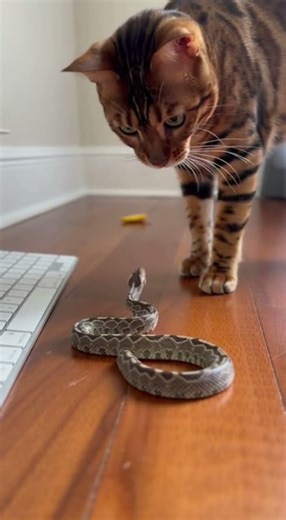 Funny! Cat lunges, snake like You serious? Watch this wild pet moment #cats #funny #pets