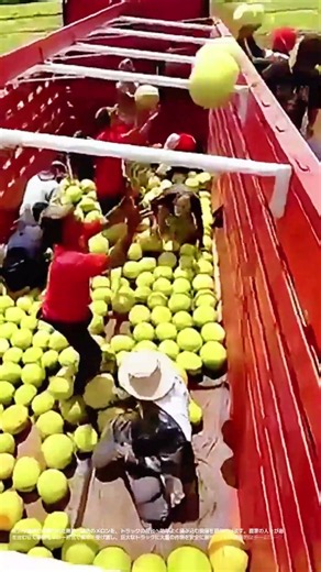 【職人の技】 巨大なトラックにメロンを隙間なく詰め込む現場のノウハウ #worker #process #farm #melon #harvest