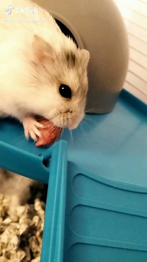 Nombres bonitos para hamsters: ¡Inspírate aquí!