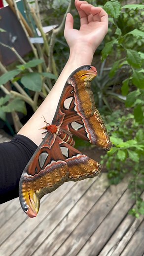 Attacus atlas è la farfalla più grande del mondo. Vive nel sudest asiatico e la sua apertura alare può arrivare fino a 30 centimetri. | Massimiliano Fanni Canelles