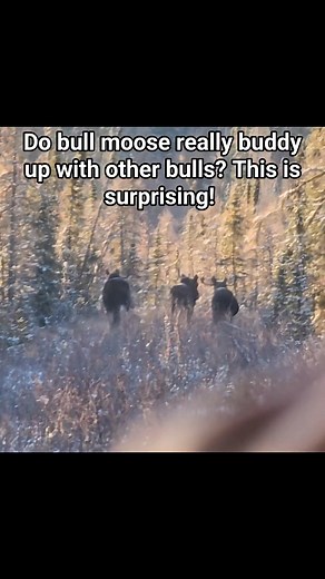 Bull moose are the largest and heaviest of all deer species #hunting #moose #moosehunting #moose #wild #hunt #SeasonEnd #bullmoose | Kunam Man George