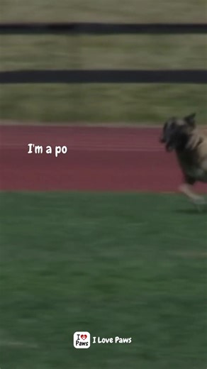 Every day, police dogs serve with courage, loyalty, and selflessness. 🐕‍🦺💪 They put their lives on the line to protect communities, standing beside their human partners in the face of danger. Their bravery deserves the same honor and respect as any officer in uniform. Let’s salute these four-legged heroes who give everything for our safety. 🐾🚔❤️ | I Love Paws
