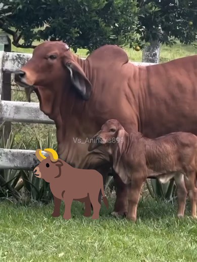 Discover the Smallest Cow Breed: Cow Brahman