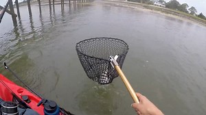 Sheepshead Fishing Adventure – Kayak Fishing with Fiddler Crabs