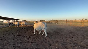 See you in Windhoek SMB ,1June2023 Nothern Select,Agra Pens ,Windhoek | Farm Klawerjas