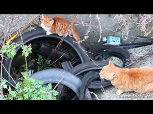 【野良猫 観察記】 少しづつ成長する赤ちゃん猫　Kitten to grow [Homeless Cats]