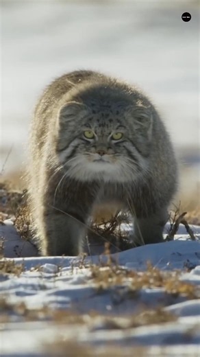 Pallas’s Cat – The Grumpiest Cat in the World