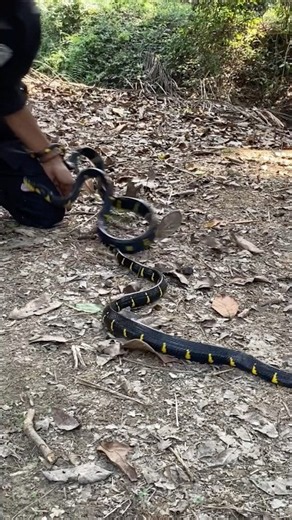 Check out the speed of this snake