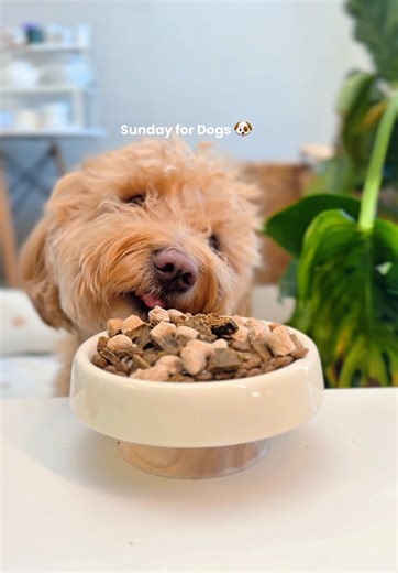 My dog gets easily bored of his meals, so we love adding Sundays to his rotation. Gently air-dried, with no fillers, no fluff — just tasty bites that feel like treats, but pack all the nutrition of a balanced meal. It’s the perfect way to make mealtime exciting, wholesome, and effortless ☺️ #sundaysfordogs #dogfood #goldendoodles #doglovers #dogsoftiktok