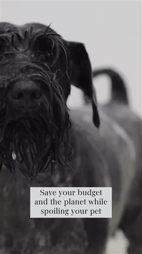 Want to pamper your pet without hurting your wallet or the planet? Try eco-friendly toys, homemade treats, and reusable grooming tools that make tails wag and budgets smile. What's your favorite sustainable pet pampering hack? Share below!