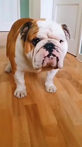 Come on 😍🤗 . . @bulldogpabs 🤗 #bulldoglife #englishbulldoglovers #bulldogslife #bulldogfamily #bulldogmoments #bulldogworld #bulldogsofig | Comfort Food Recipes