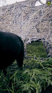 🦆 Modular Panel Waterfowl Hunting Blind 🚀 2 Front 2 Side Panels — Instant Pop-Up Setup 🌿 Camo Brush-in Loops & Built-in 2 Dog Door 🎒 Multiple Pockets & Pouches for Convenient Storage Black Friday Sale NOW - UP TO 65% OFF🔥 | TideWe