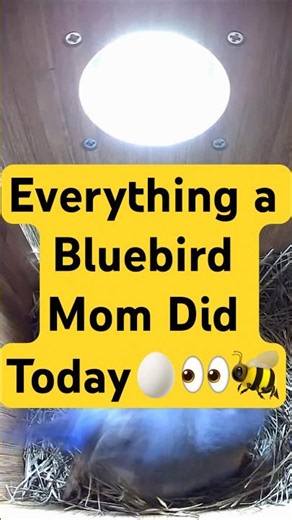 Everything a Bluebird Mom Did Today 🥚👀🐝