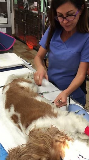 Placing EKG leads on a dog