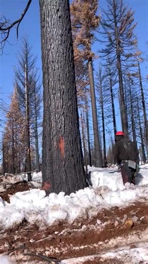 #logger #logging #chainsaw #arborist #stihl #treework #treelife #treecutting #loggers #stihlchainsaw #husqvarna #arblife #treecare #loggerlife #treesurgeon #forestry #treefelling #arboristlife #treeclimber #treeclimbing #treeservice #treeremoval #lumberjack #timberfaller #arboriculture #arboristsofinstagram #arborists #axe #treeworker #forest | Logger Pro