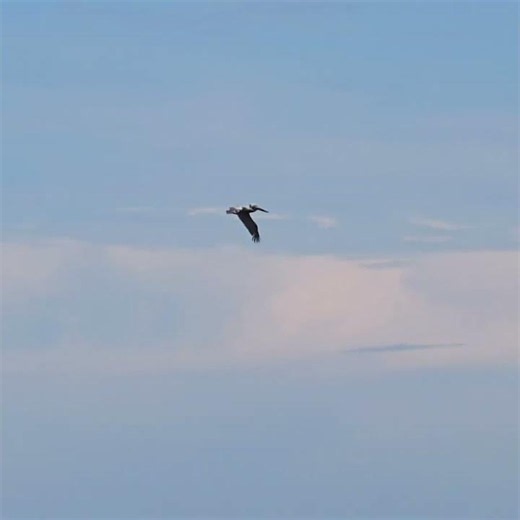 Flying Pelican