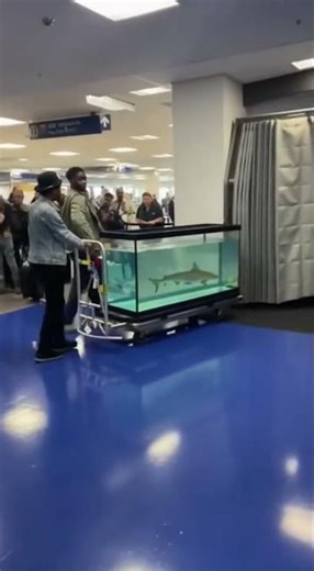 SHARK IN AN AQUARIUM 🌊 | Realistic Ocean Disaster