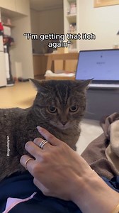 Why is my cat angry? Spot the signs before it’s too late