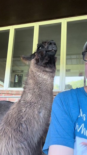 My girl Essence #llamalove #obsessed #inlove #myllama #llamalife #lifewithllamas #Essence #llamafarm #funllama #cutellama #obsessedwithllamas #crazyllamalady #llamalady #llamafriend #friendlyllama #Essencethellama #porchllamas