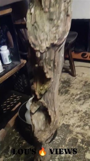 DIAMOND WILLOW part 1 #shortsfeed #woodworking