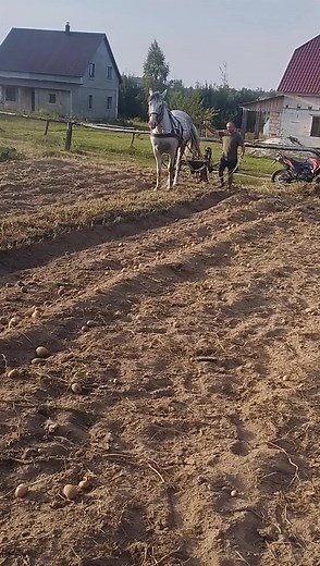 Plowing with a Horse: Rural Farming Techniques