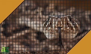 Rattlesnake Fencing: Does it Actually Work?