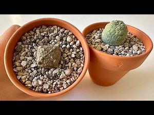 Pseudolithos. All the most useful and all the most interesting. October 30, 2025