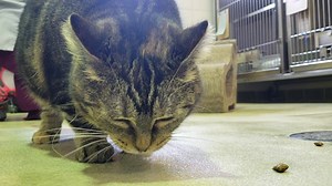 Looking for a pet? Meet Jasmine and Kitty, the pets of the month for August at the Butler County Humane Society. Read more: https://bit.ly/2MDhseR | Butler Eagle