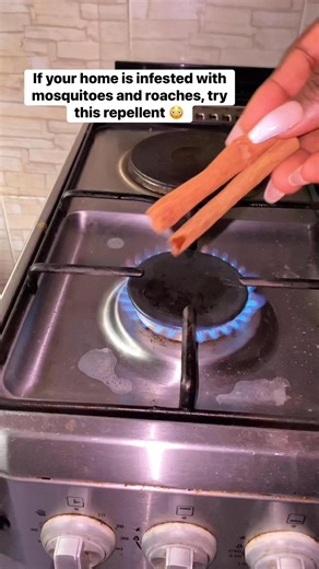 If your home is infested with mosquitoes and roaches, try this repellent. It drives away ants and other insects ✅ | Ibe Roseline