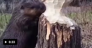 Beavers pause while chewing trees to listen for movements so that the tree doesn't fall on them. - Video