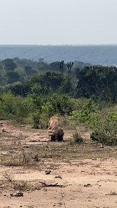 Nature’s truth: life goes on, even when the king carries scars | Bwambale Tour Guide