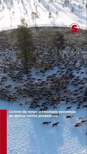 Conheça o "ciclone de renas" #superinteressante #curiosidades #ciencia #animals