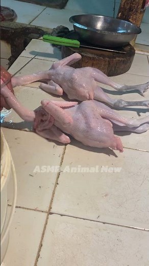 Important Steps Before Slaughtering a Chicken