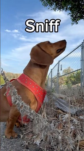 🙄😅Basics of walking a dachshund