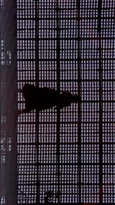 私は最強 #Adoよだか