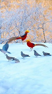 464K views · 14K reactions | Chinese Golden Pheasant Bird #Goldenpheasant #redgoldenpheasant #darkredgoldenpheasant #yellowgoldenpheasant #goldenpheasantcall #pheasantsounds #fbviralvideo #fbshorts #birdphotography #wildlife #fbreels #fbreelsvideo #fbviral #worlds_amazing_picture | World's Amazing pictures | Facebook