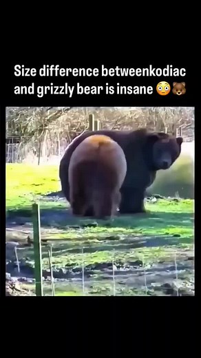 Kodiak Bear vs Grizzly Bear: Size Comparison Explained
