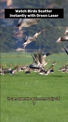 Watch Birds Scatter Instantly with Green Laser