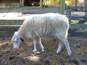 Gulf Coast Native sheep - Alchetron, the free social encyclopedia