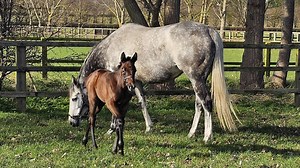 Joy as superstar grey mare who ‘can do no wrong’ delivers first foal