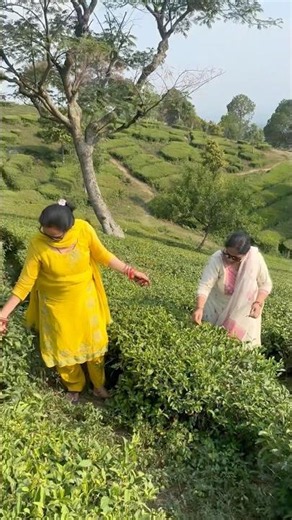 Tea garden ❤️ | baba family vlog