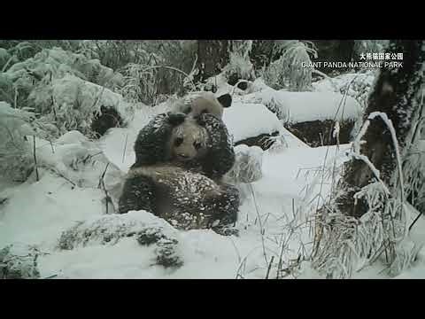 Wild giant pandas begin mating season a month early