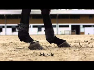 Absorbine Veterinary Liniment (AVL)