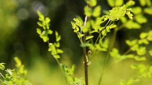 Grass, Green, Nature. Free Stock Video