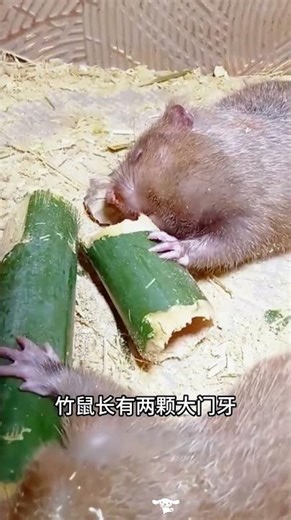 It looks like a big rat, but it's actually a bamboo rat. It's vegetarian, easily gains weight, an...