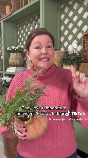 Rabbit Foot Fern Care Guide: Propagation and Benefits