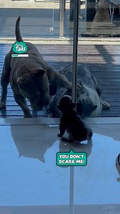 1.9M views · 10K reactions | Puppy shows big dogs who's boss 壘 | Furry Tails | Facebook